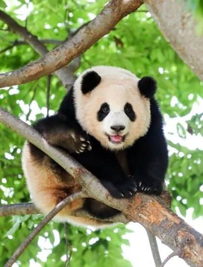 대나무 숲을 배경으로 무표정하게 앉아 있는 판다 푸바오의 평범한 모습